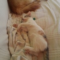 Tekir Kedi, Kedi  narin fotoğrafı