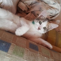 Tekir Kedi, Kedi  narin fotoğrafı