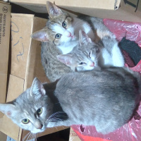 Tekir Kedi, Kedi  Pamuk-şapşik-ponçik fotoğrafı