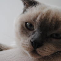 Scottish Fold, Kedi  Simba fotoğrafı