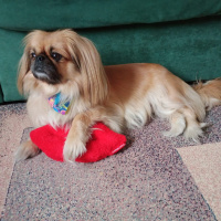 Pekingese, Köpek  Linda fotoğrafı