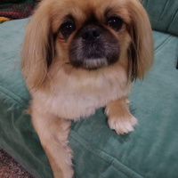 Pekingese, Köpek  Linda fotoğrafı