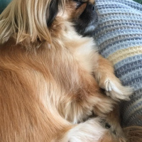 Pekingese, Köpek  Linda fotoğrafı