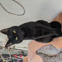 Bombay, Kedi  Zeytin fotoğrafı