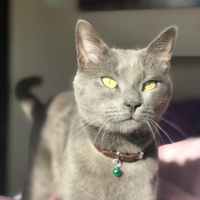 Mavi Rus, Kedi  KANJİ fotoğrafı