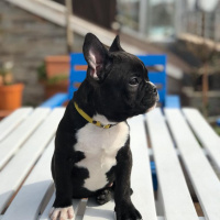 Fransız Bulldog, Köpek  TOKYO fotoğrafı