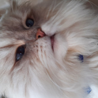 İran Kedisi (Persian), Kedi  Mia fotoğrafı