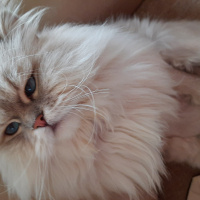 İran Kedisi (Persian), Kedi  Mia fotoğrafı