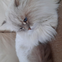 İran Kedisi (Persian), Kedi  Mia fotoğrafı