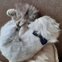 İran Kedisi (Persian), Kedi  Mia fotoğrafı