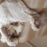 İran Kedisi (Persian), Kedi  Mia fotoğrafı