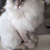 İran Kedisi (Persian), Kedi  Mia fotoğrafı