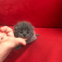 Scottish Fold, Kedi  Ozi fotoğrafı