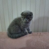 Scottish Fold, Kedi  Ozi fotoğrafı