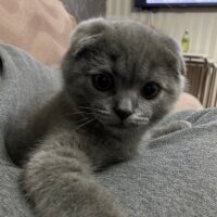 Scottish Fold, Kedi  Ozi fotoğrafı