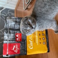 Scottish Fold, Kedi  Ozi fotoğrafı