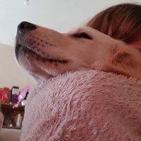Golden Retriever, Köpek  luki fotoğrafı