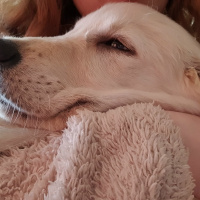 Golden Retriever, Köpek  luki fotoğrafı