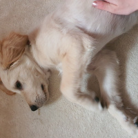 Golden Retriever, Köpek  luki fotoğrafı