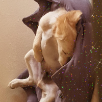 Golden Retriever, Köpek  luki fotoğrafı