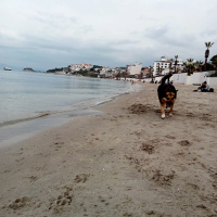 Alman Çoban Köpeği, Köpek  Liya fotoğrafı