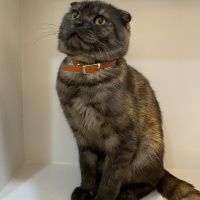 Scottish Fold, Kedi  Duman fotoğrafı