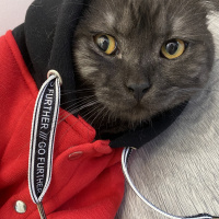 Scottish Fold, Kedi  Duman fotoğrafı