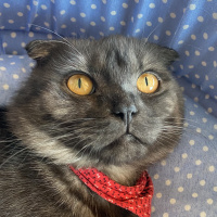 Scottish Fold, Kedi  Duman fotoğrafı