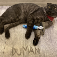 Scottish Fold, Kedi  Duman fotoğrafı