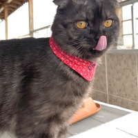 Scottish Fold, Kedi  Duman fotoğrafı