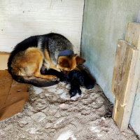 Alman Çoban Köpeği, Köpek  Alman kurdu yavru fotoğrafı