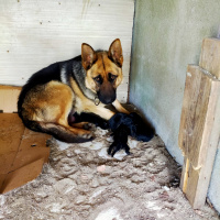 Alman Çoban Köpeği, Köpek  Alman kurdu yavru fotoğrafı