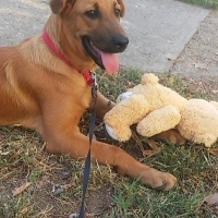 Kangal, Köpek  Koda fotoğrafı