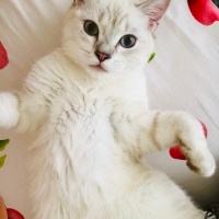 British Shorthair, Kedi  Luna fotoğrafı