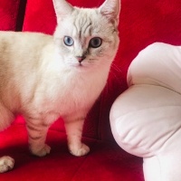 British Shorthair, Kedi  Luna fotoğrafı