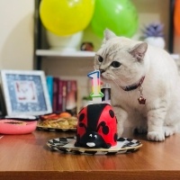 British Shorthair, Kedi  Luna fotoğrafı