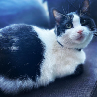 Tuxedo (Smokin) Kedi, Kedi  Sherlock fotoğrafı
