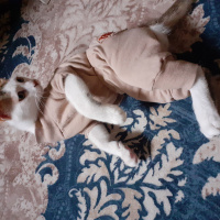 Tekir Kedi, Kedi  Ze ze fotoğrafı