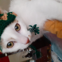 Tekir Kedi, Kedi  Ze ze fotoğrafı