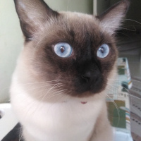 Siyam Kedisi, Kedi  Boby fotoğrafı