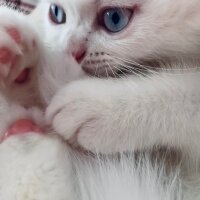 British Shorthair, Kedi  Luna fotoğrafı