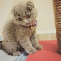 Scottish Fold, Kedi  mila fotoğrafı