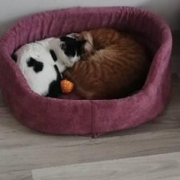 Tekir Kedi, Kedi  Mango fotoğrafı