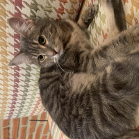 Tekir Kedi, Kedi  Dudu fotoğrafı