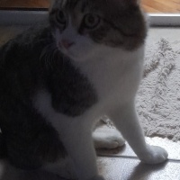 Tekir Kedi, Kedi  Cingöz fotoğrafı