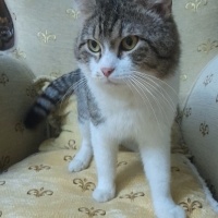 Tekir Kedi, Kedi  Cingöz fotoğrafı