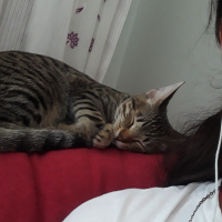 Tekir Kedi, Kedi  Gofret fotoğrafı