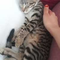 Tekir Kedi, Kedi  Gofret fotoğrafı