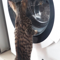 Tekir Kedi, Kedi  Gofret fotoğrafı