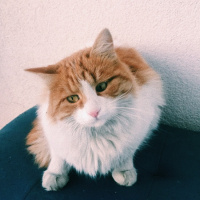 Sarman, Kedi  Momo fotoğrafı